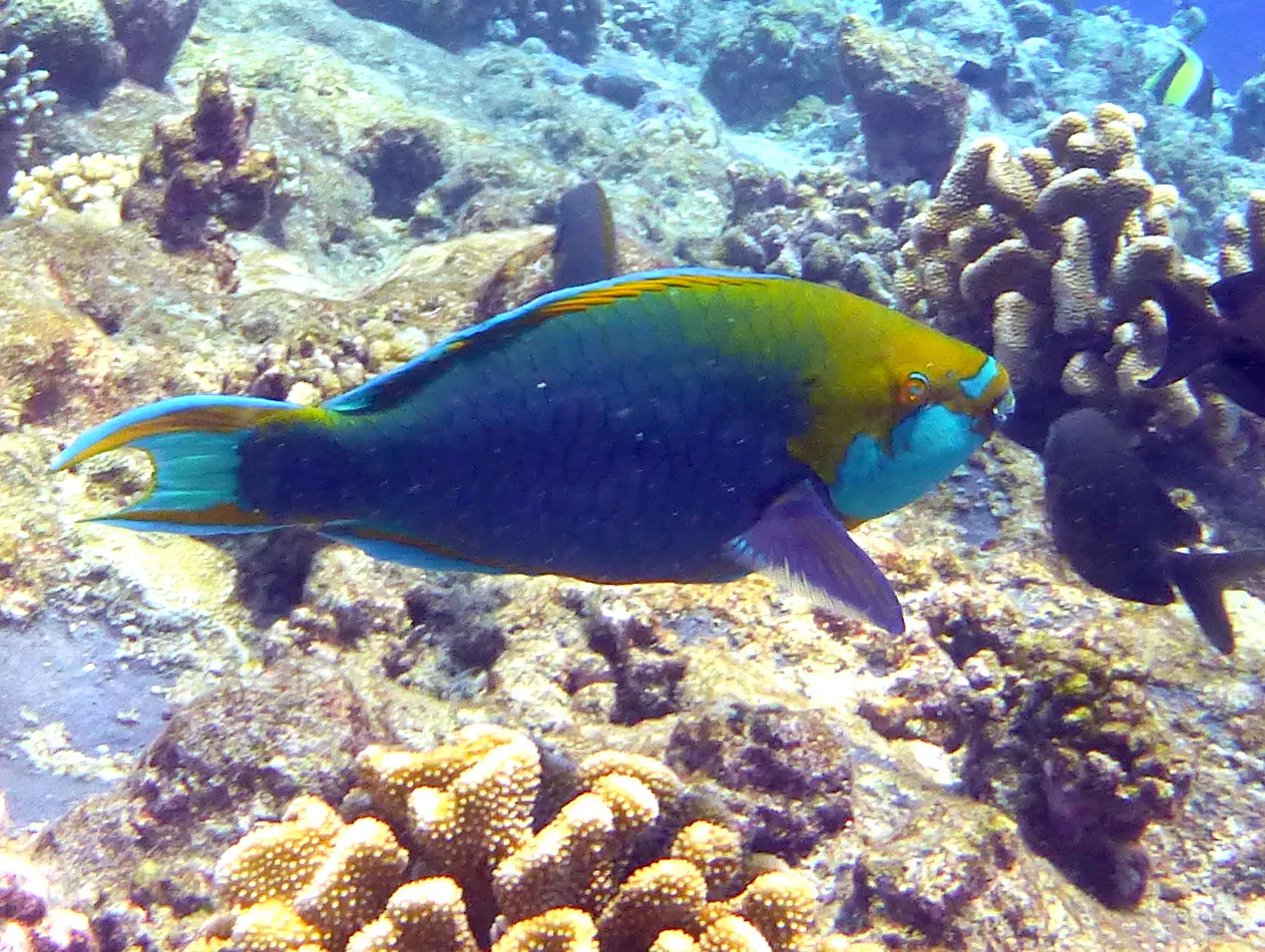 Parrotfish, Palau, 2013