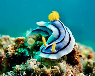 Underwater photograph by Joel Bergsma
