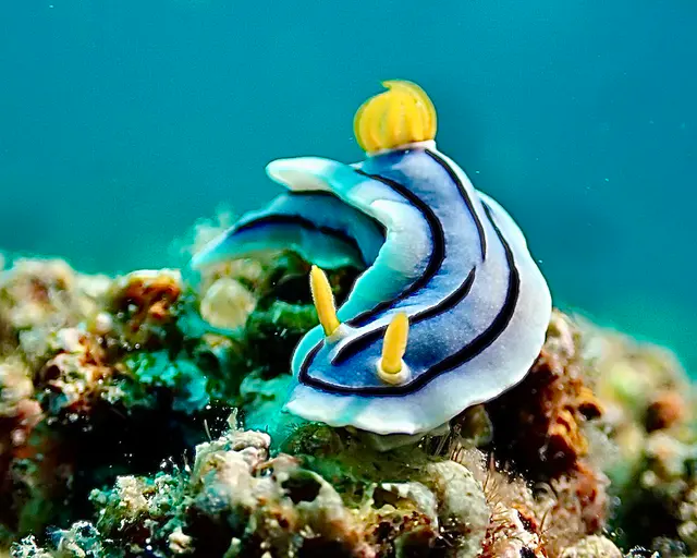 Underwater photograph by Joel Bergsma