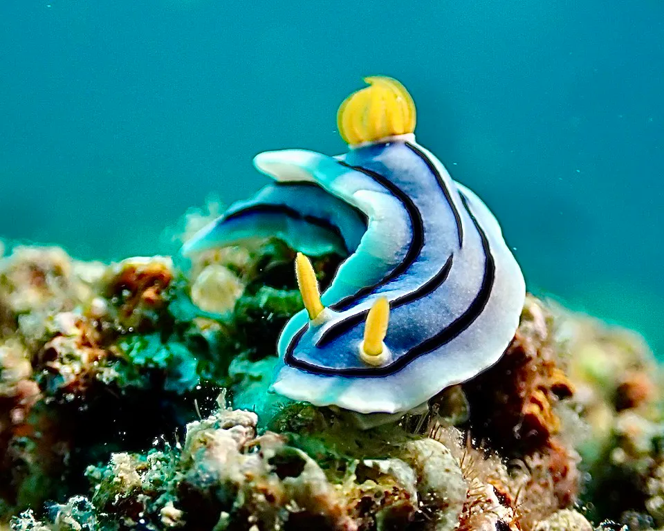 Philippines underwater photograph, 2026