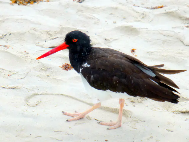 American Oystercatcher on the beach at Tortuga Bay.