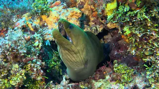 Underwater photograph by Joel Bergsma