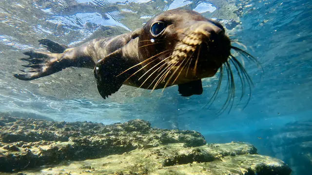 Underwater photograph by Joel Bergsma