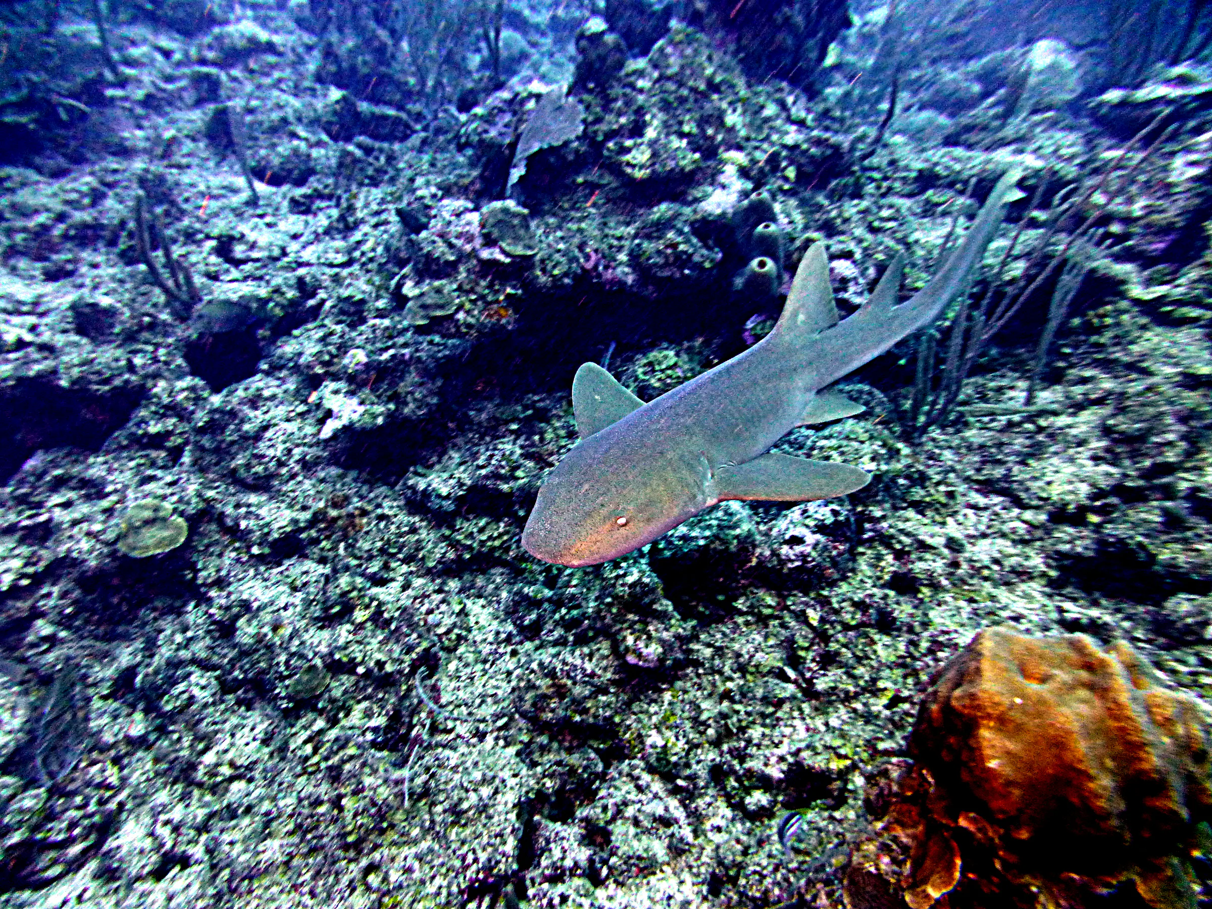 Nurse Shark, Belize, 2017