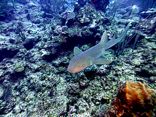 Underwater photograph by Joel Bergsma