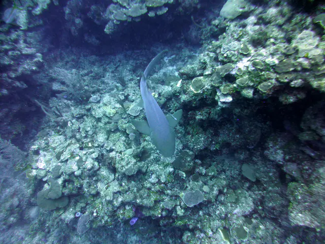 Underwater photograph by Joel Bergsma