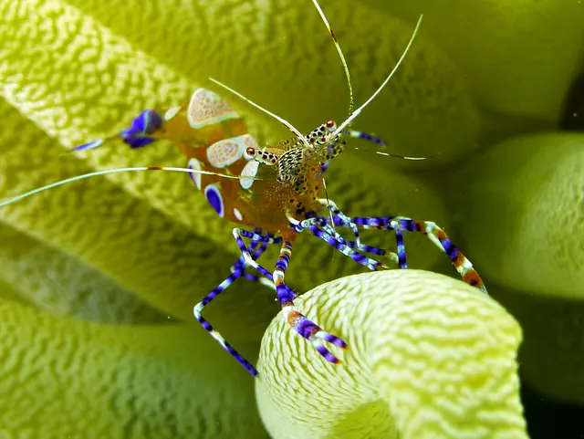 Underwater photograph by Joel Bergsma