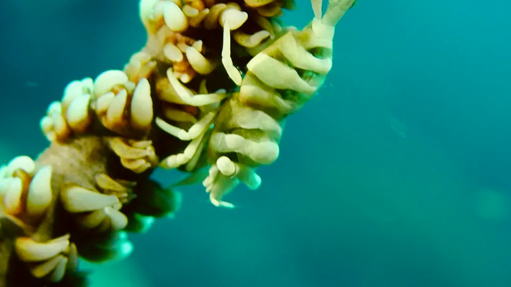 Underwater photograph by Joel Bergsma