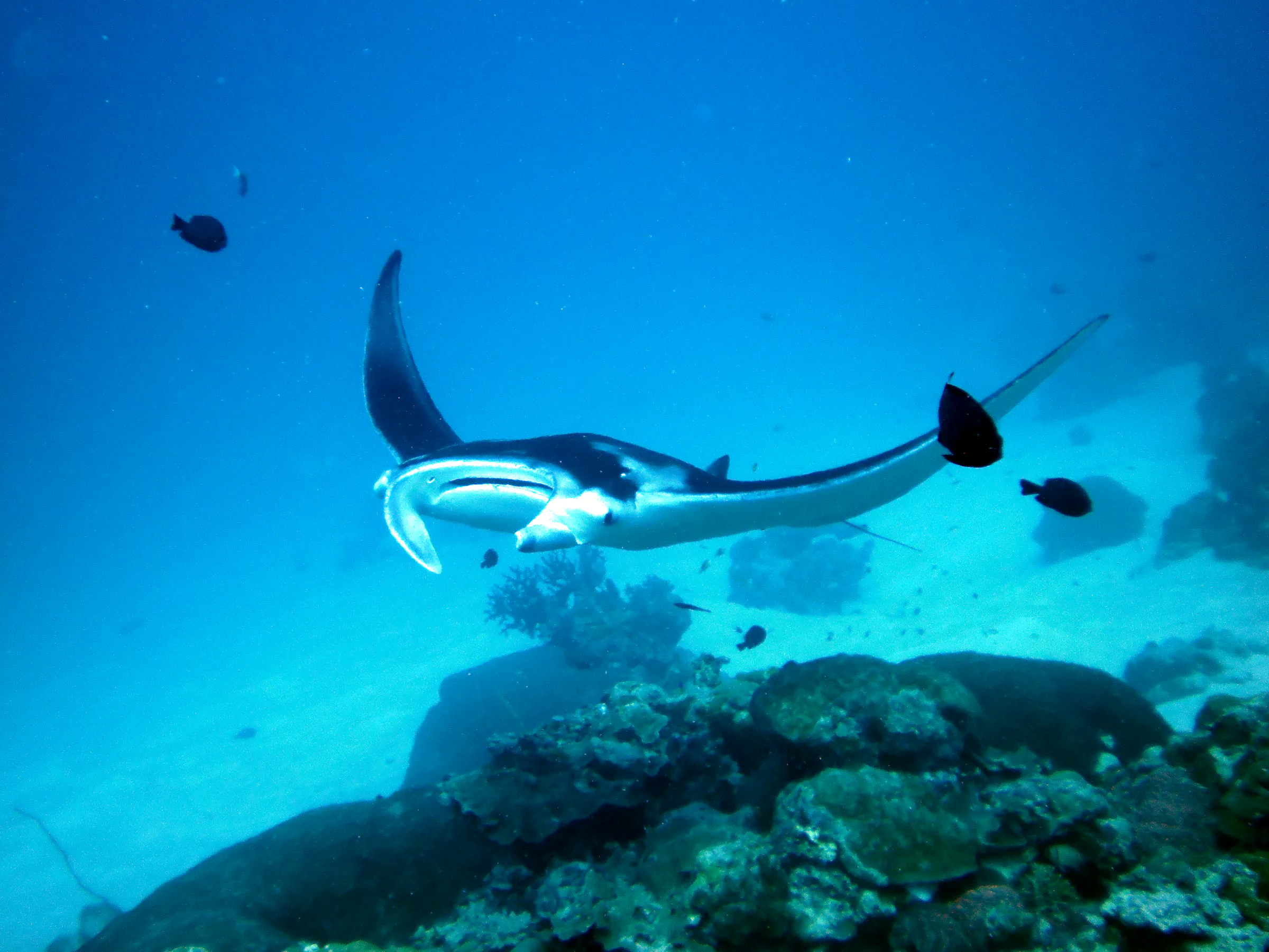 A manta with its wings raised circles the cleaning station at the mouth of the German Channel, Palau. 2011-01-22.