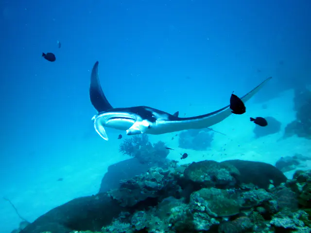 A manta with its wings raised circles the cleaning station at the mouth of the German Channel, Palau.   2011-01-22.