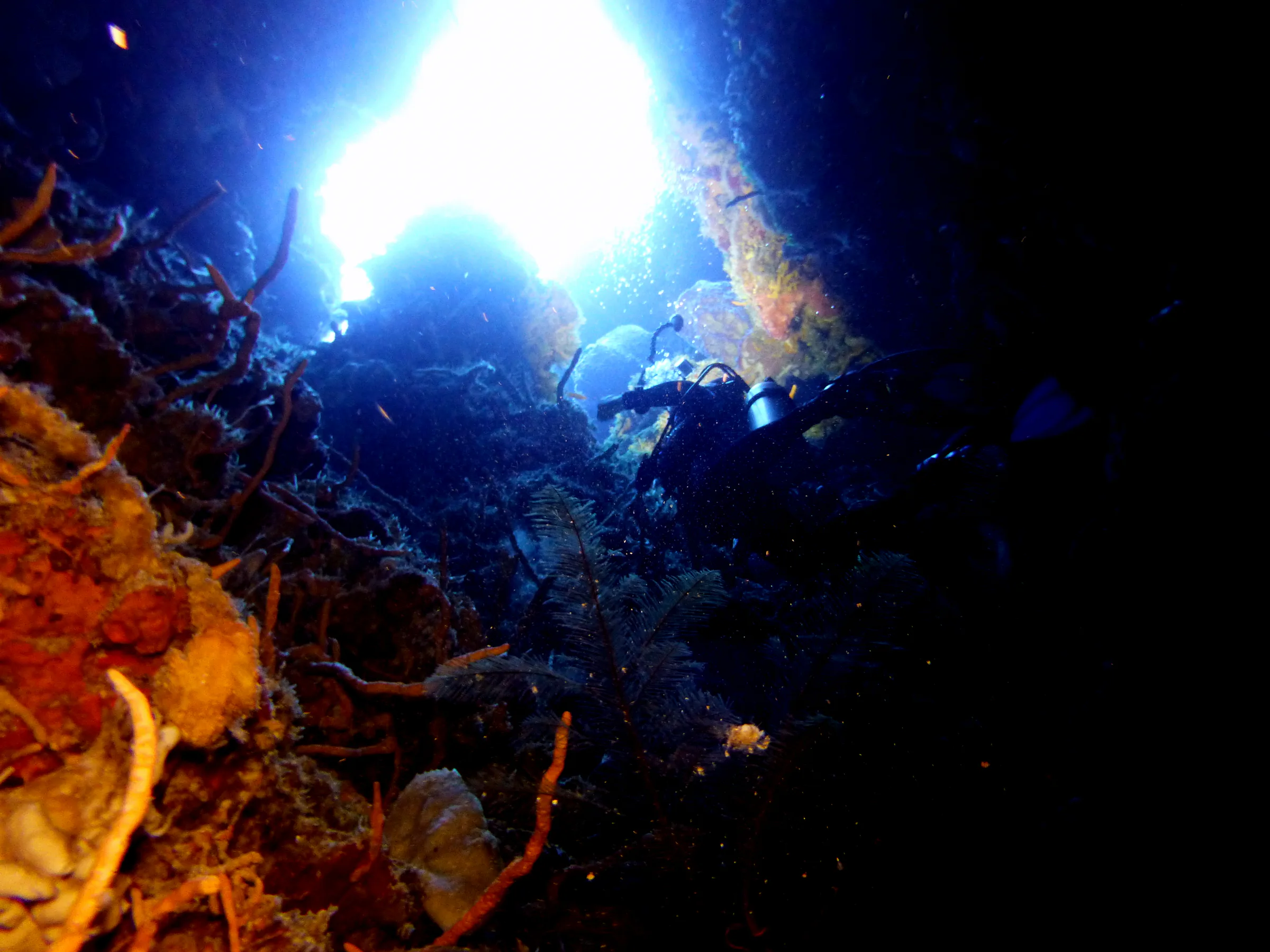 Cozumel underwater photograph, 2014