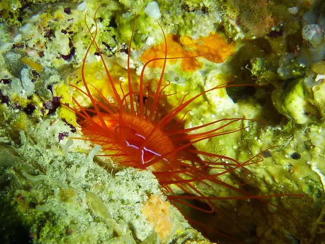 Underwater photograph by Joel Bergsma