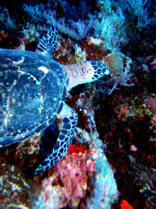 Green Sea Turtle