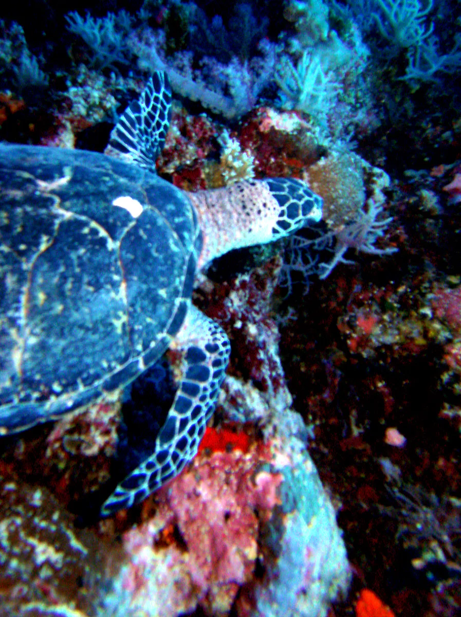 Green Sea Turtle