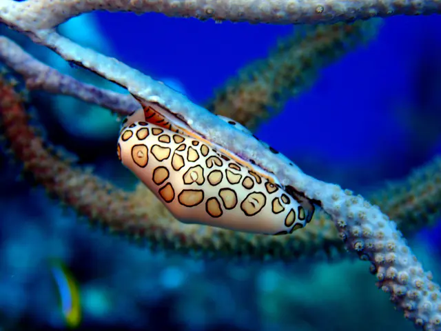 Underwater photograph by Joel Bergsma
