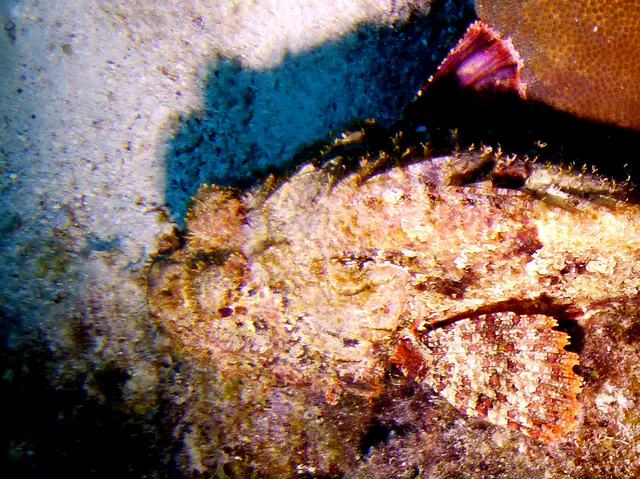 Underwater photograph by Joel Bergsma