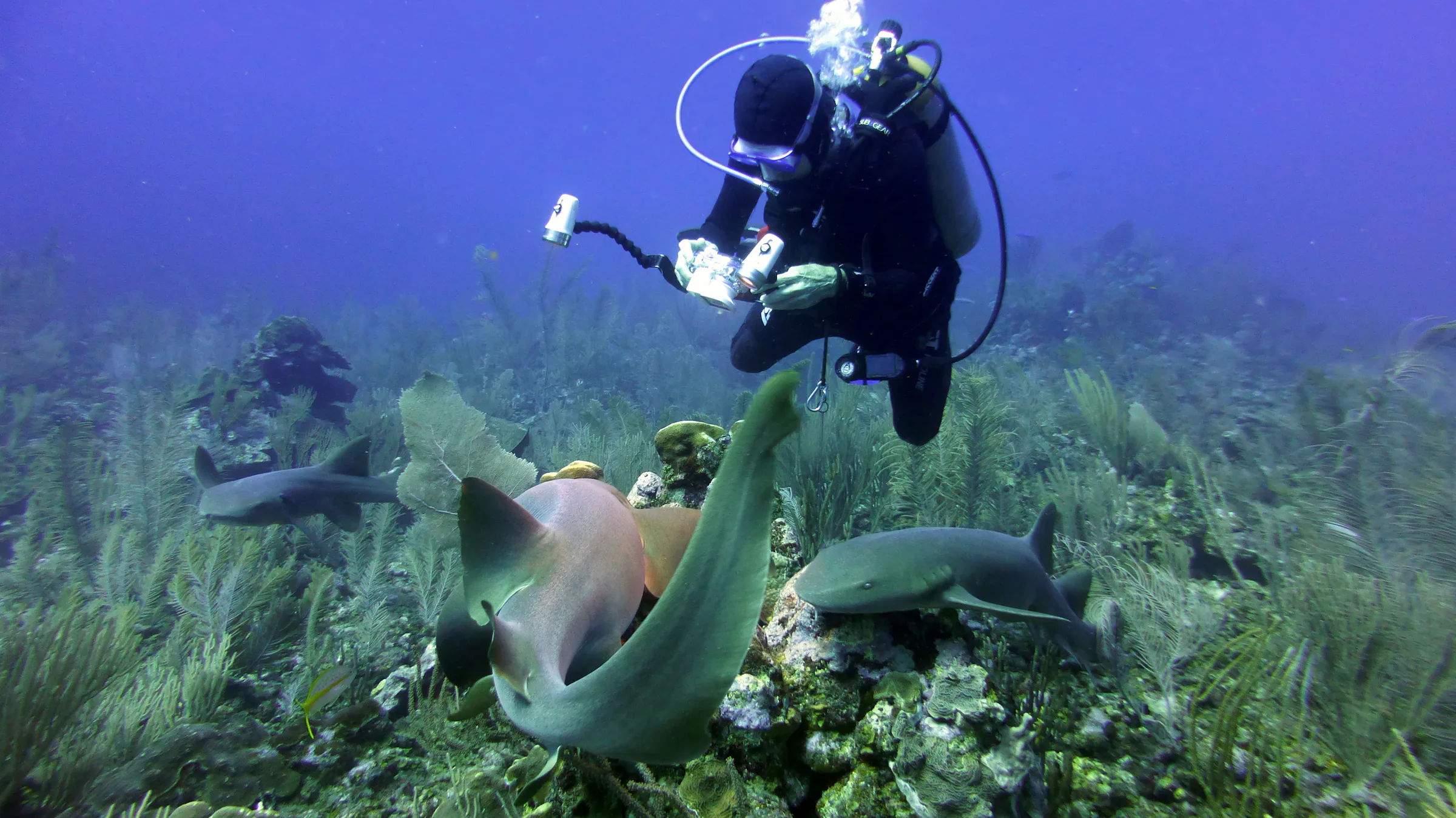 Nurse Shark, Belize, 2017