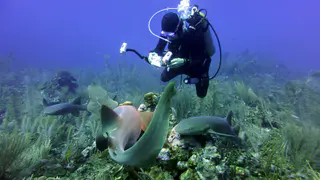 Underwater photograph by Joel Bergsma