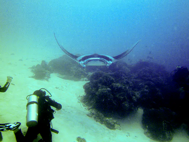Manta Ray