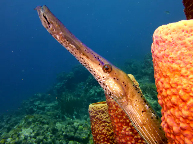 Underwater photograph by Joel Bergsma