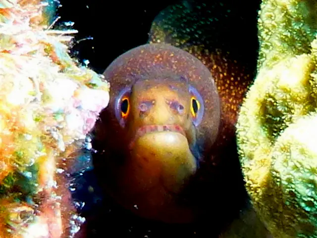 Underwater photograph by Joel Bergsma