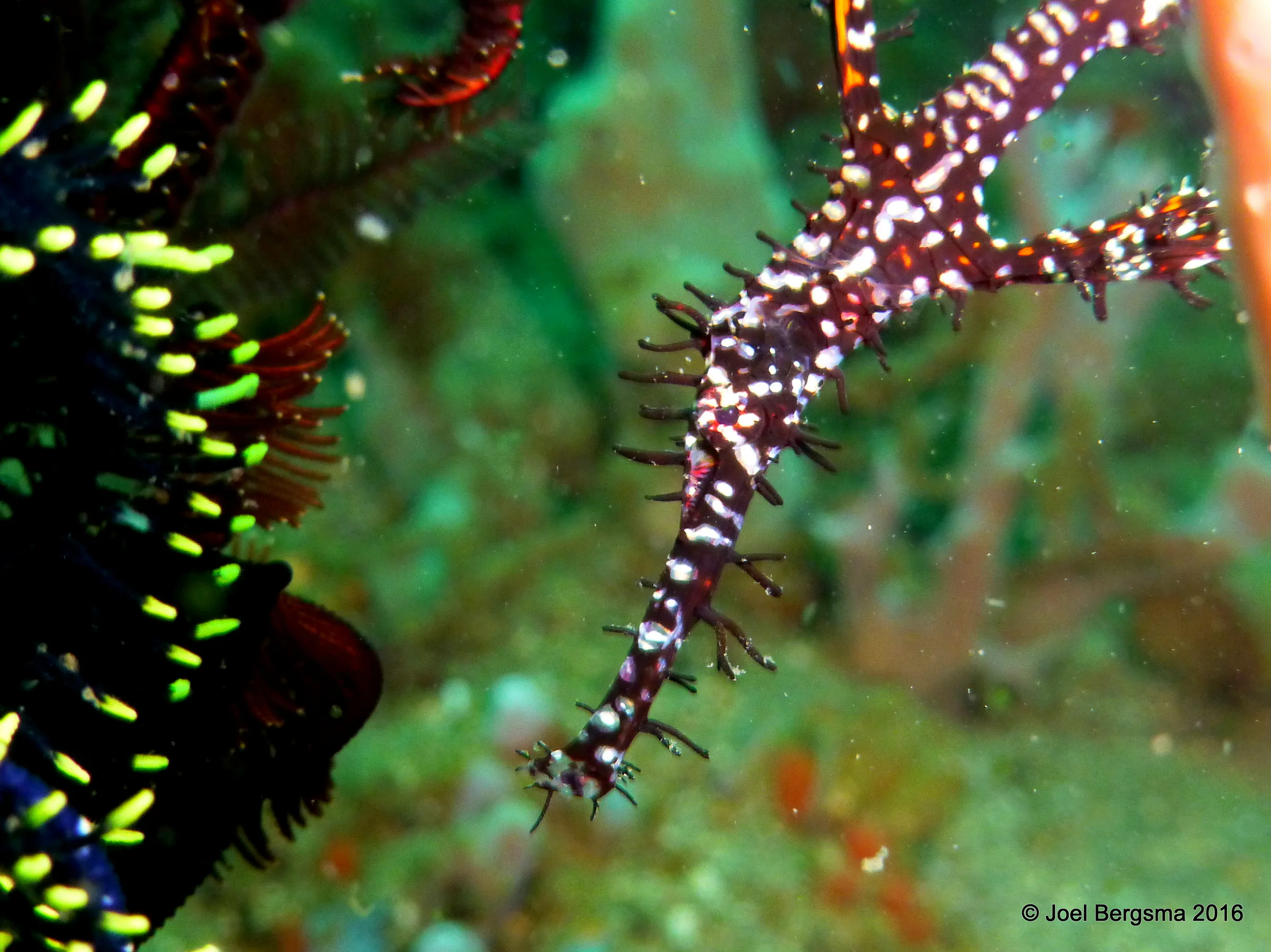 Ornate Ghost Pipefish, Komodo, 2016