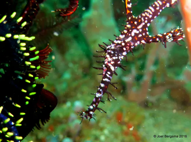 Underwater photograph by Joel Bergsma