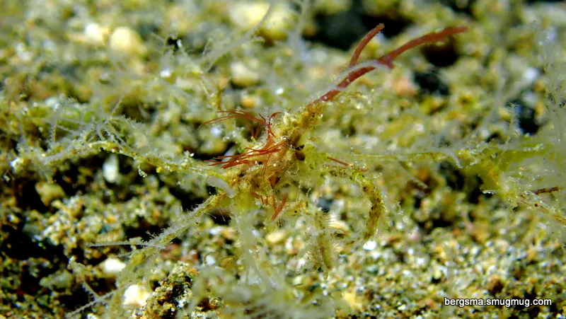 Skeleton Shrimp, Philippines, 2019