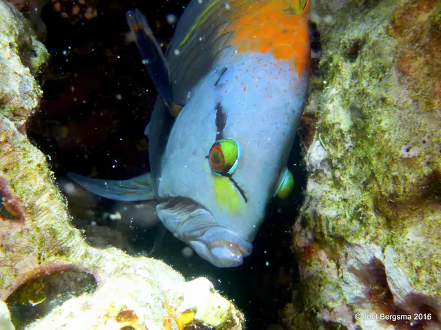Underwater photograph by Joel Bergsma