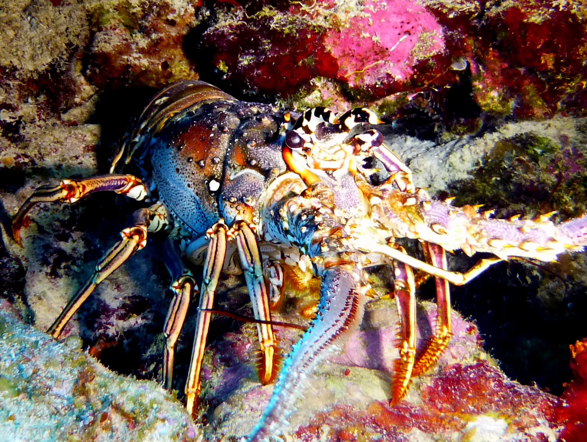 Lobster, Bonaire, 2013