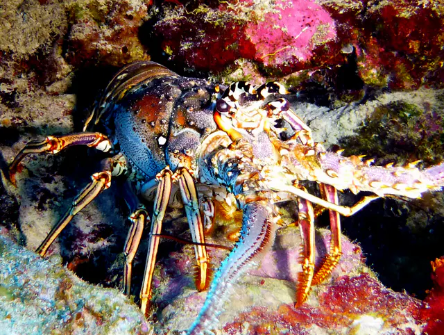 Underwater photograph by Joel Bergsma