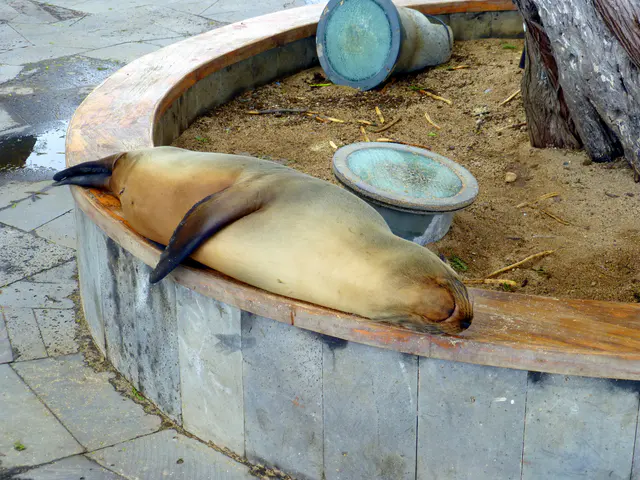 A Sea Lion snoozes in a public park along the waterfront.  Puerto Baquerizo Moreno, San Cristobal Island.