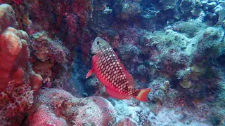 Underwater photograph by Joel Bergsma