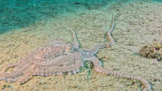 Underwater photograph by Joel Bergsma