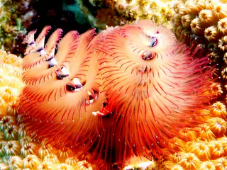 Underwater photograph by Joel Bergsma