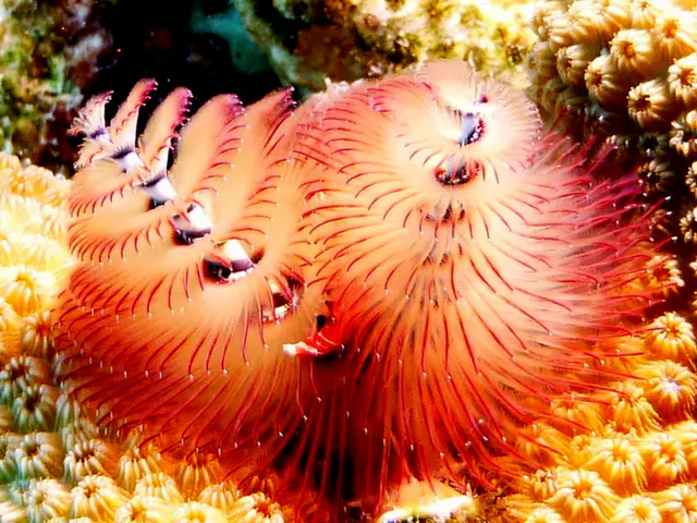 Underwater photograph by Joel Bergsma