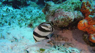 Underwater photograph by Joel Bergsma