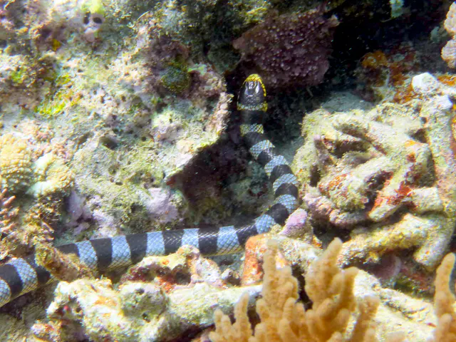Underwater photograph by Joel Bergsma