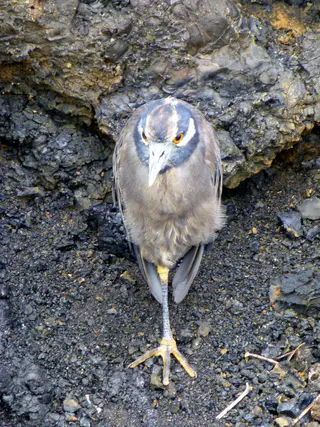 Lava Heron