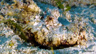 Underwater photograph by Joel Bergsma