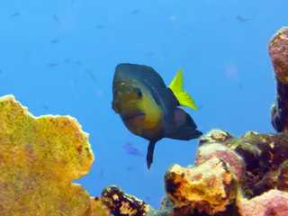 Underwater photograph by Joel Bergsma
