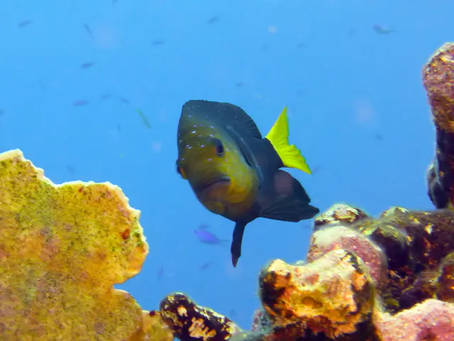 Underwater photograph by Joel Bergsma