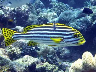 An Oriental Sweetlips.  Gerald Allen, et al, Reef Fish Identification - Tropical Pacific (2003), page 170.