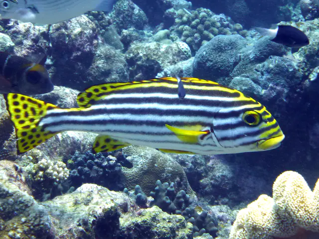 An Oriental Sweetlips.  Gerald Allen, et al, Reef Fish Identification - Tropical Pacific (2003), page 170.