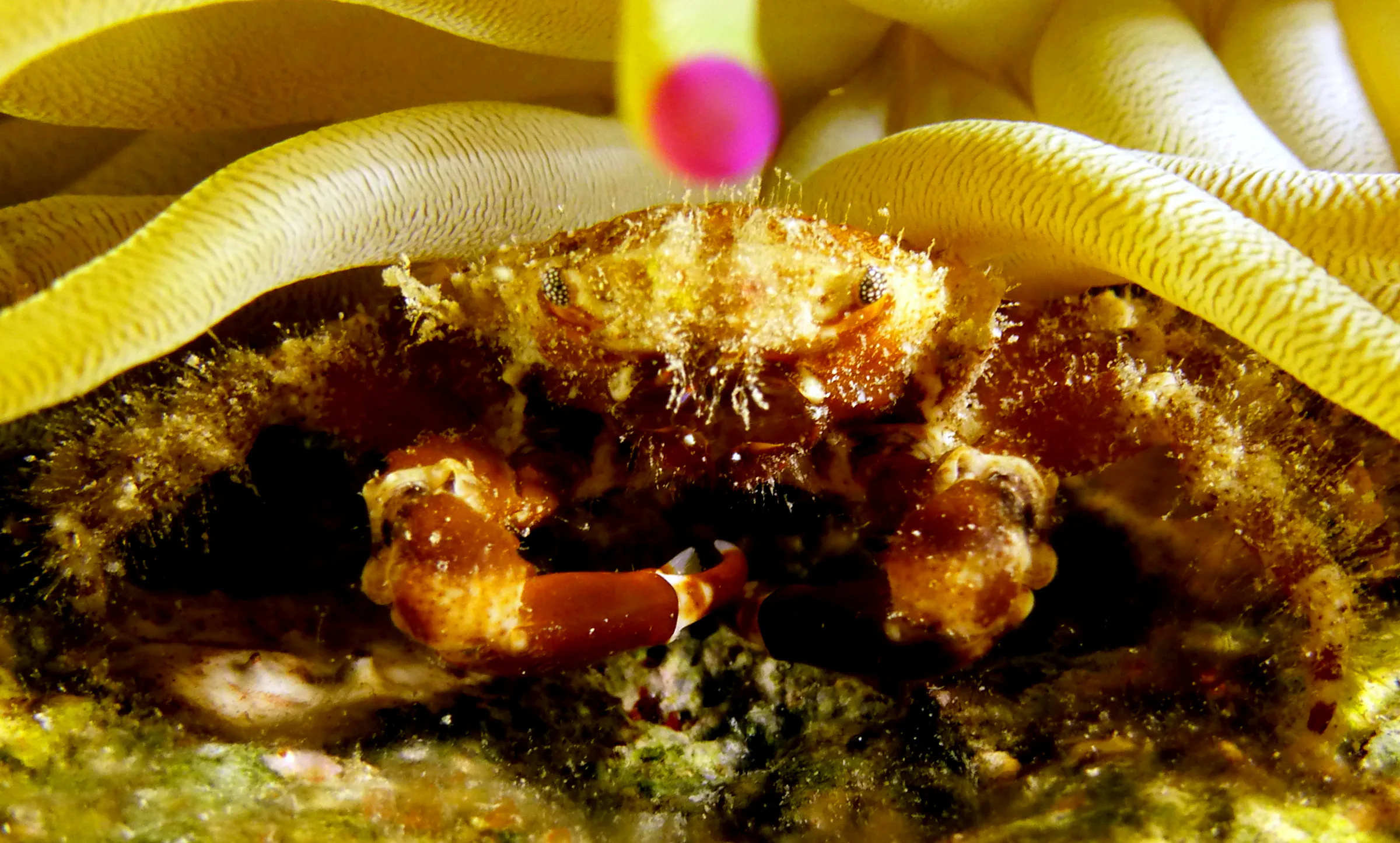Crab, Cozumel, 2014