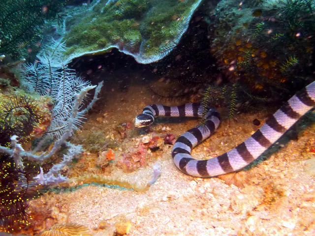 Underwater photograph by Joel Bergsma