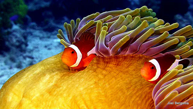 Underwater photograph by Joel Bergsma