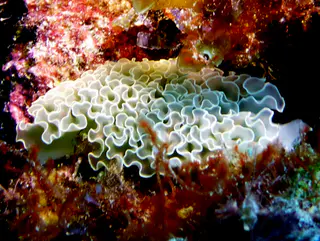 Underwater photograph by Joel Bergsma