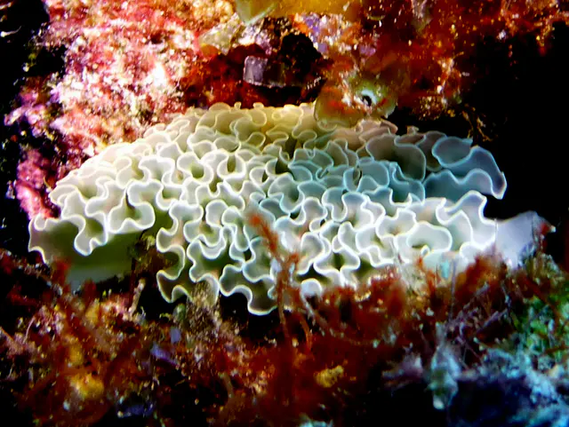 Underwater photograph by Joel Bergsma