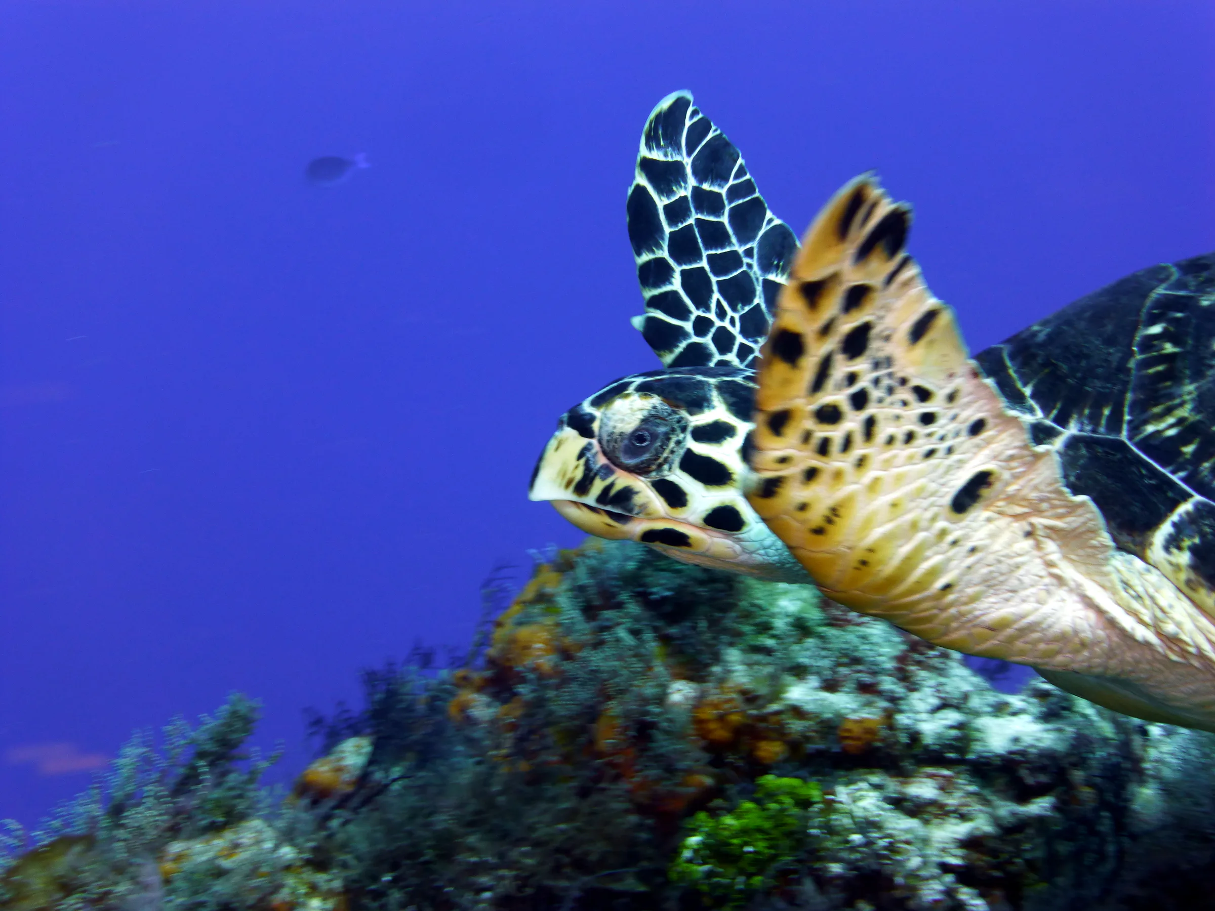 Hawksbill Turtle, Cozumel, 2014